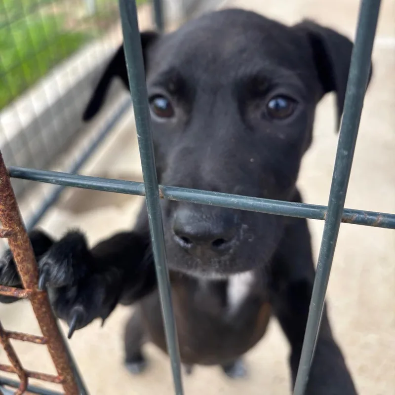 A baby small-sized male Black Mixed Breed dog named Fall for adoption in Lake Jackson, TX