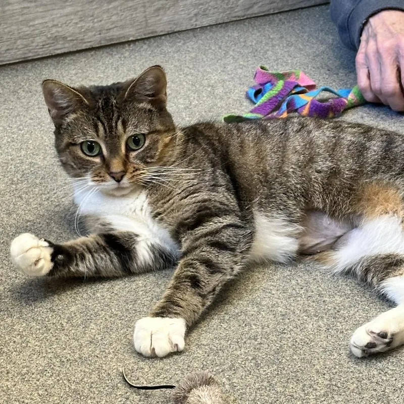 An adult medium-sized female Gray / Blue / Silver Domestic Short Hair cat named Kiki for adoption in Concord, NH