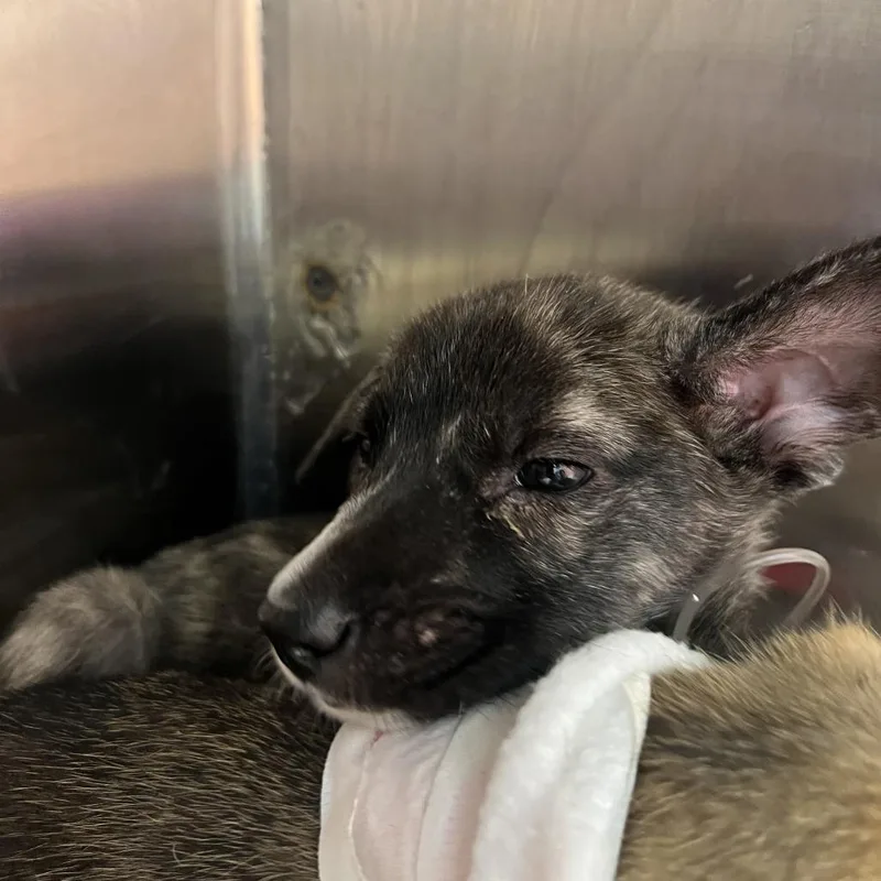 A baby medium-sized female Black Mixed Breed dog named Hermes for adoption in Austin, TX