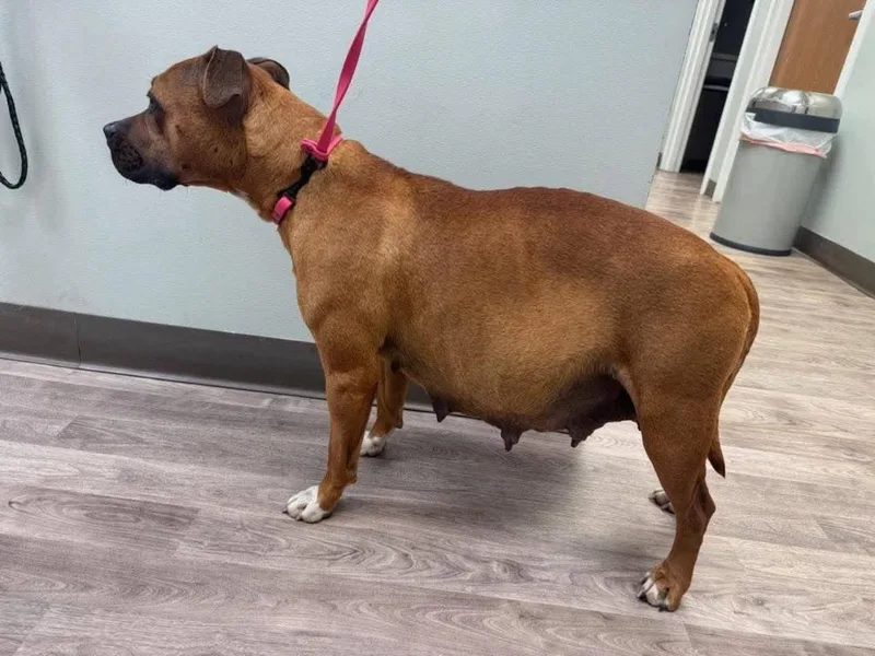 A young large-sized female Mixed Breed dog named Roxi for adoption in Charlotte, MI