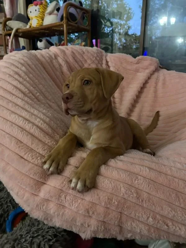 A baby small-sized male Pit Bull Terrier dog named Junior for adoption in Santa Rosa, CA