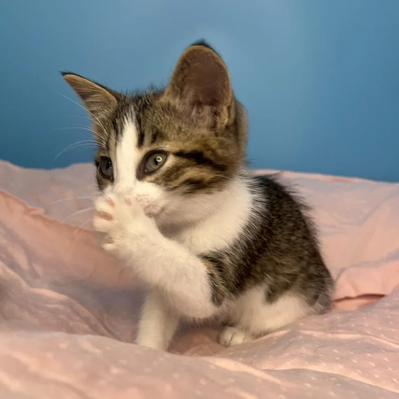 A baby small-sized female Brown / Chocolate Domestic Short Hair cat named Chimi for adoption in San Antonio, TX