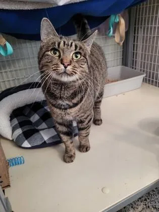 An adult small-sized female Domestic Short Hair cat named Anastasia for adoption in New Freedom, PA