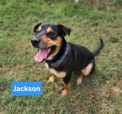 An adult large-sized male Rottweiler dog named Jackson for adoption in Clinton, MO
