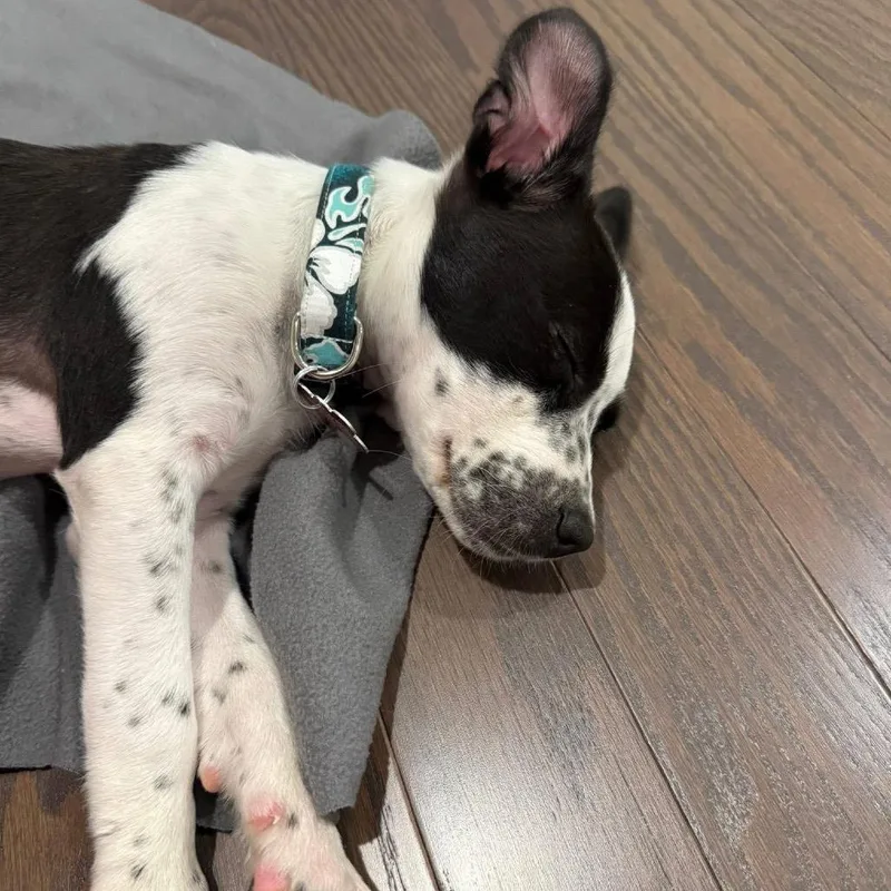 A young small-sized female Black Australian Cattle Dog / Blue Heeler dog named Miss Dottie Rae C for adoption in Allen, TX