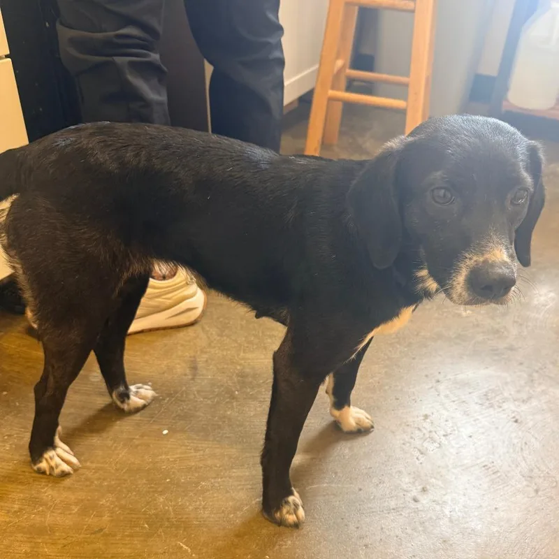 A senior small-sized female Black Mixed Breed dog named Koala for adoption in Corinth, MS