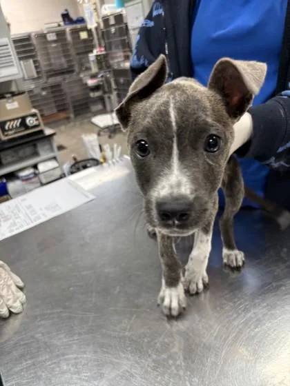 A young small-sized female Pit Bull Terrier dog named Zelda for adoption in Conway, AR