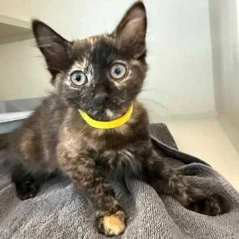 A baby small-sized female Tortoiseshell Domestic Short Hair cat named Ting for adoption in Redwood City, CA
