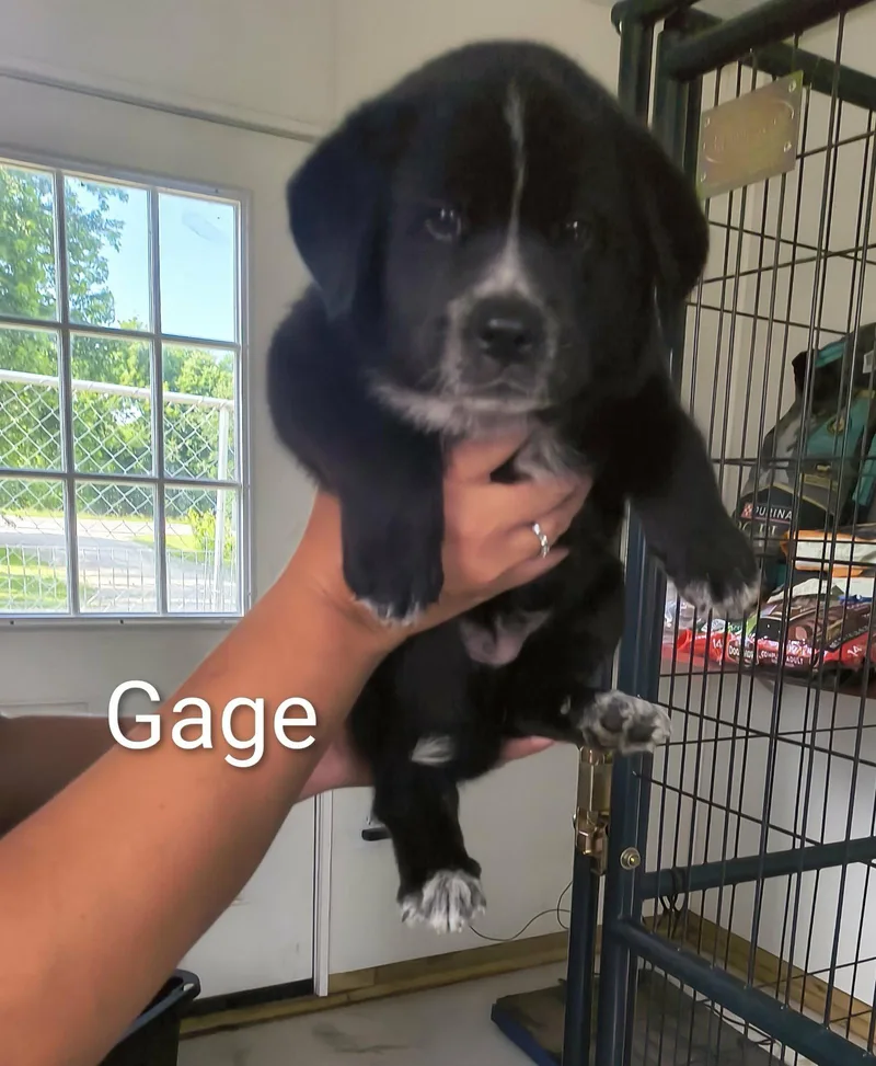 A baby large-sized female Shepherd dog named Gage for adoption in Stover, MO
