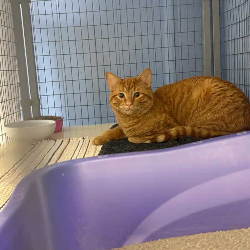 An adult large-sized male Orange / Red American Shorthair cat named Axil for adoption in Tipton, IA