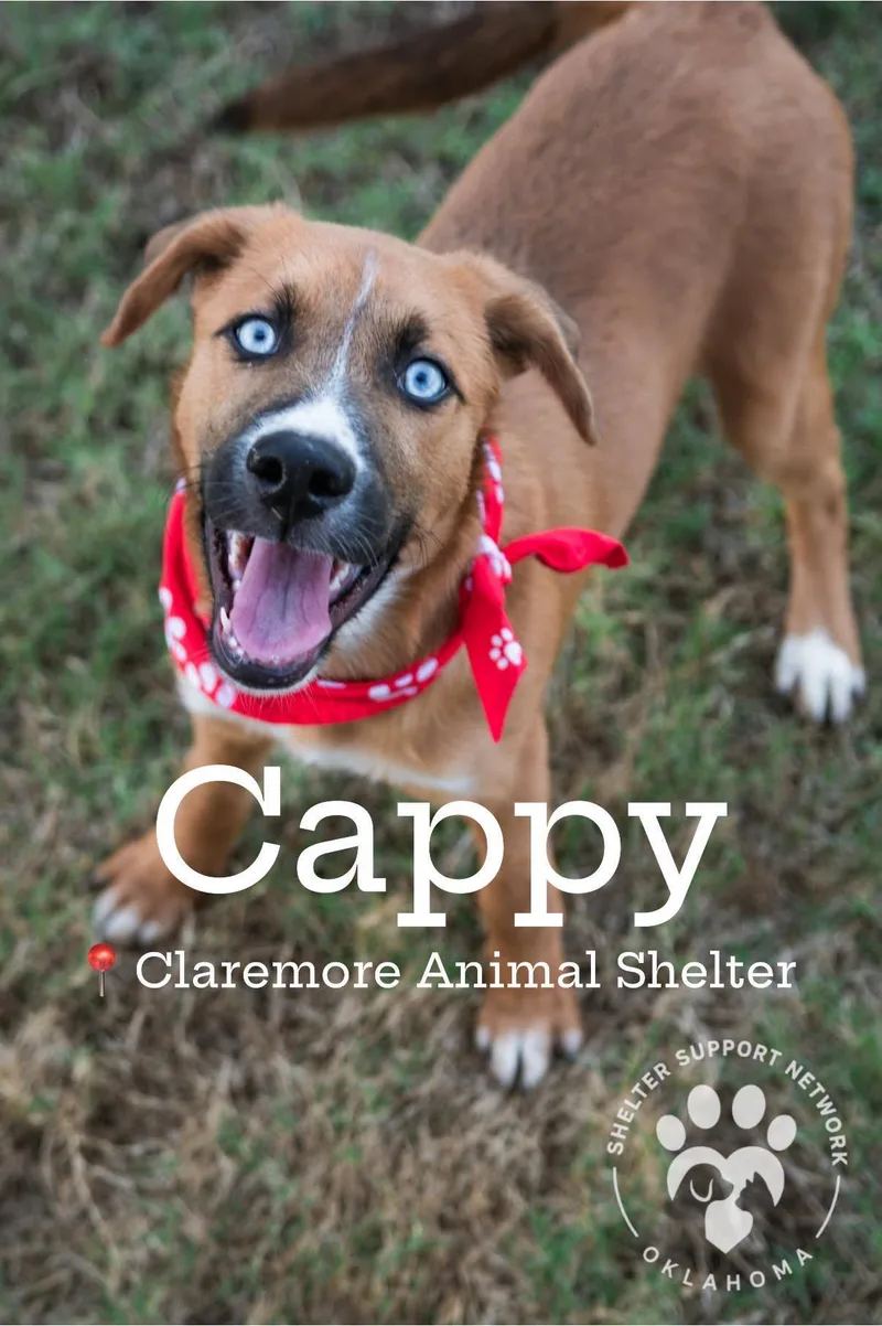 Cappy thumbnail 2
