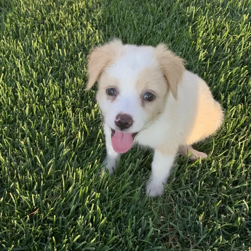 A baby small-sized female Yellow / Tan / Blond / Fawn Chihuahua dog named Aspen for adoption in Joliet, IL