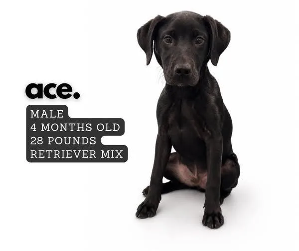 Ace