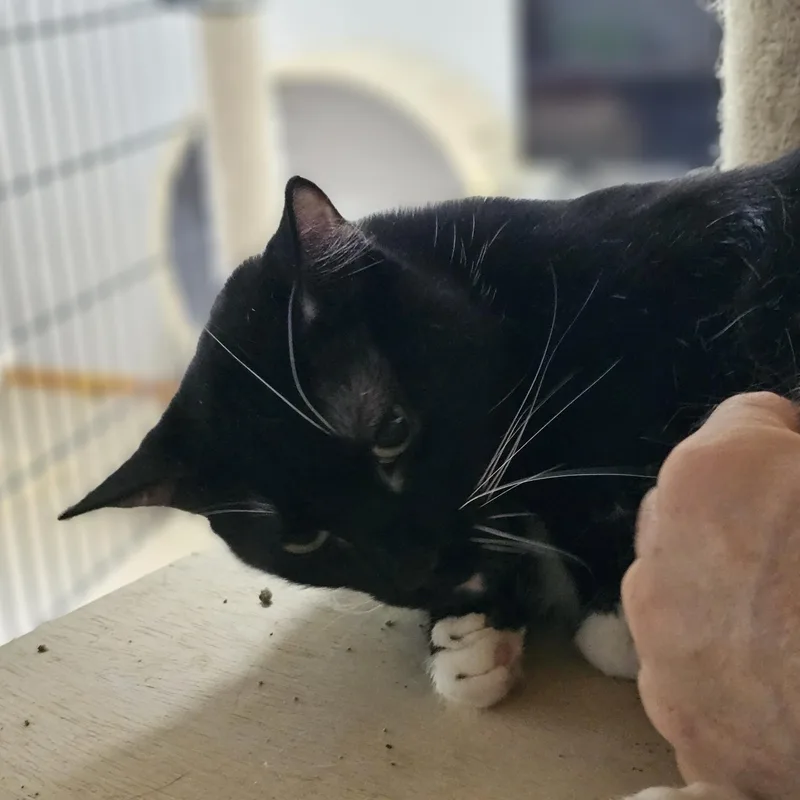 An adult large-sized male Black & White / Tuxedo Domestic Short Hair cat named Sibzamini for adoption in Houston, TX