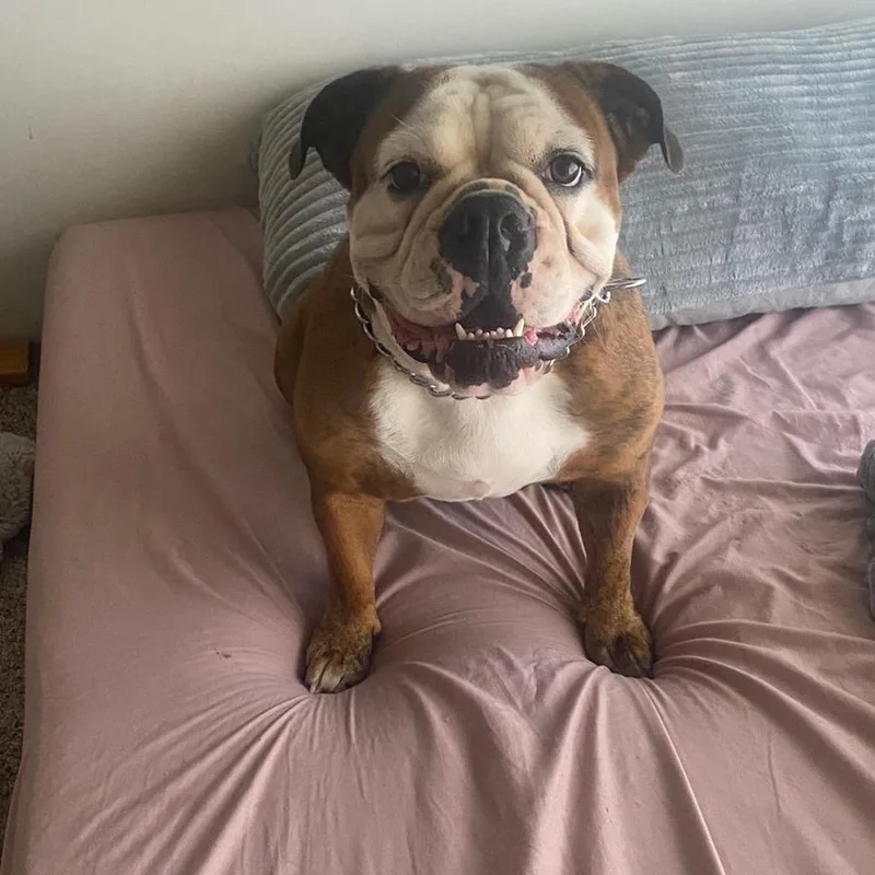 A senior medium-sized female Brown / Chocolate English Bulldog dog named Aulelei for adoption in Wahiawa, HI