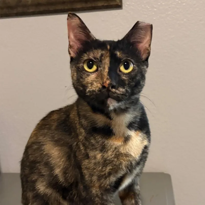 A young small-sized female Black Domestic Short Hair cat named Missy for adoption in Santa Fe, TX