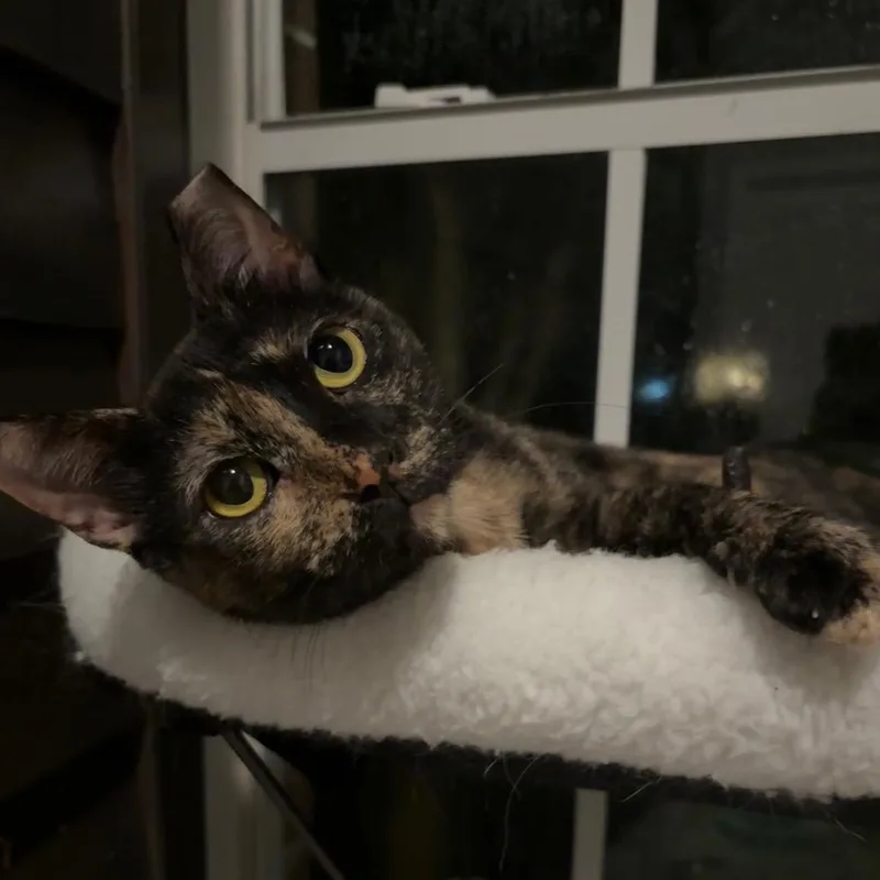 Missy thumbnail 2