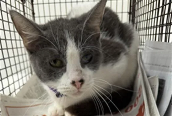 A young medium-sized female Domestic Short Hair cat named Summer for adoption in Los Angeles, CA