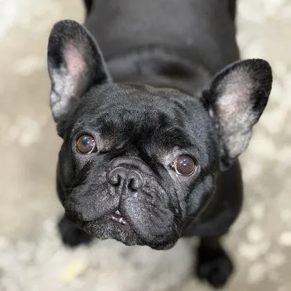 An adult small-sized female Black French Bulldog dog named Luna for adoption in Sacramento, CA
