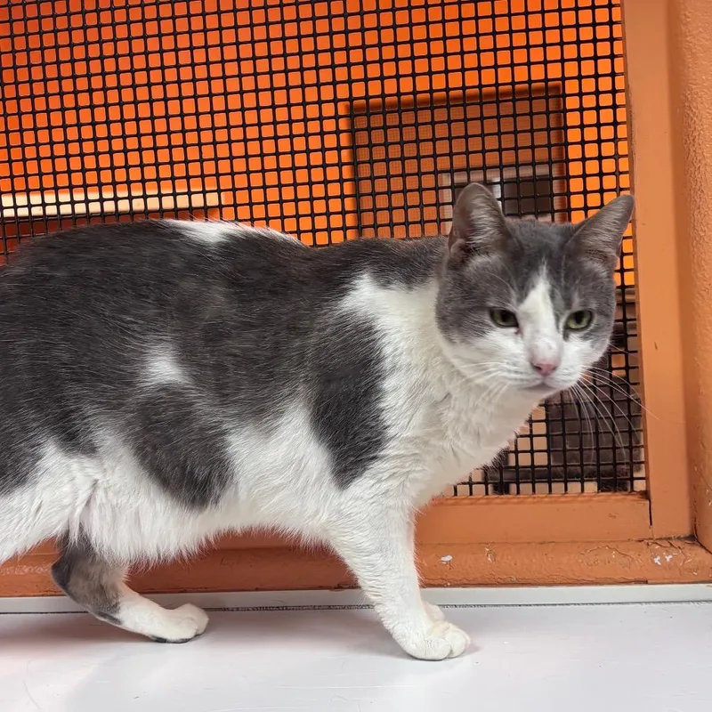 An adult small-sized male Gray / Blue / Silver Domestic Medium Hair cat named Dooley for adoption in Fulton, TX