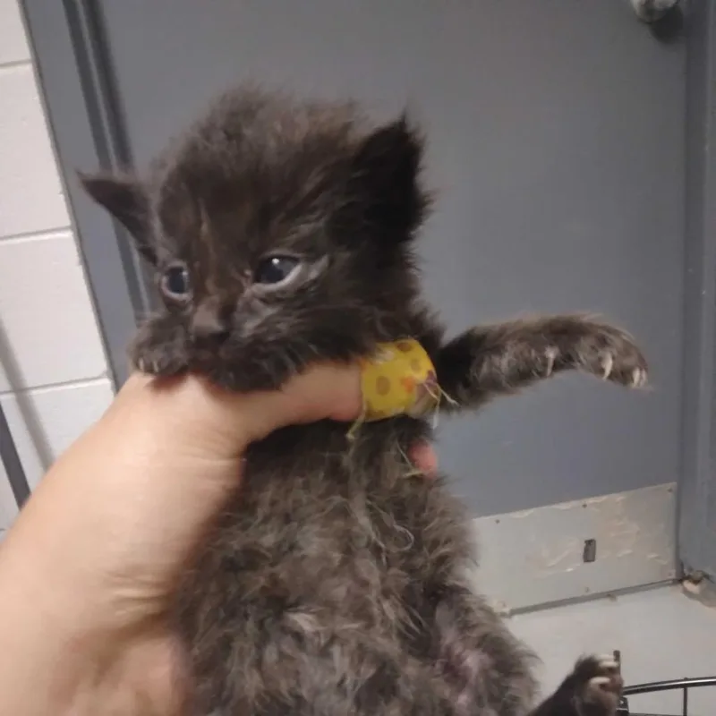 A baby small-sized female Black Domestic Long Hair cat named JimothyAnn for adoption in Spruce Pine, NC