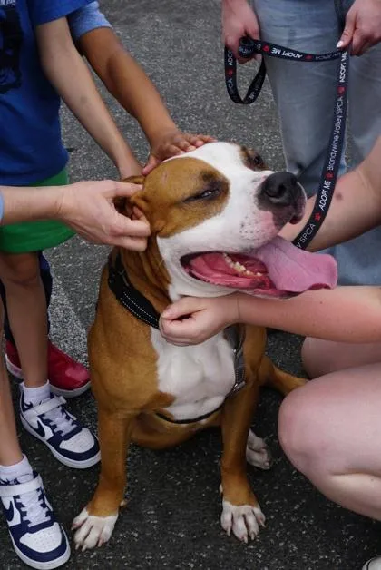 An adult large-sized male Mixed Breed dog named King for adoption in West Chester, PA