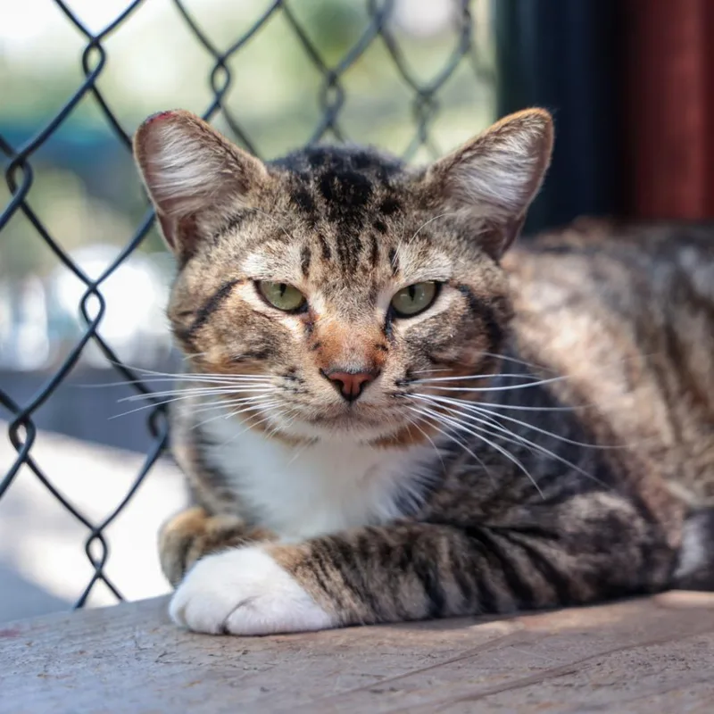 An adult large-sized male Brown / Chocolate Domestic Short Hair cat named Ghost Rider for adoption in Santa Barbara, CA
