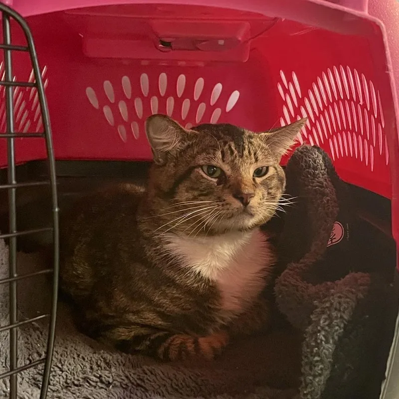 Ghost Rider thumbnail 3