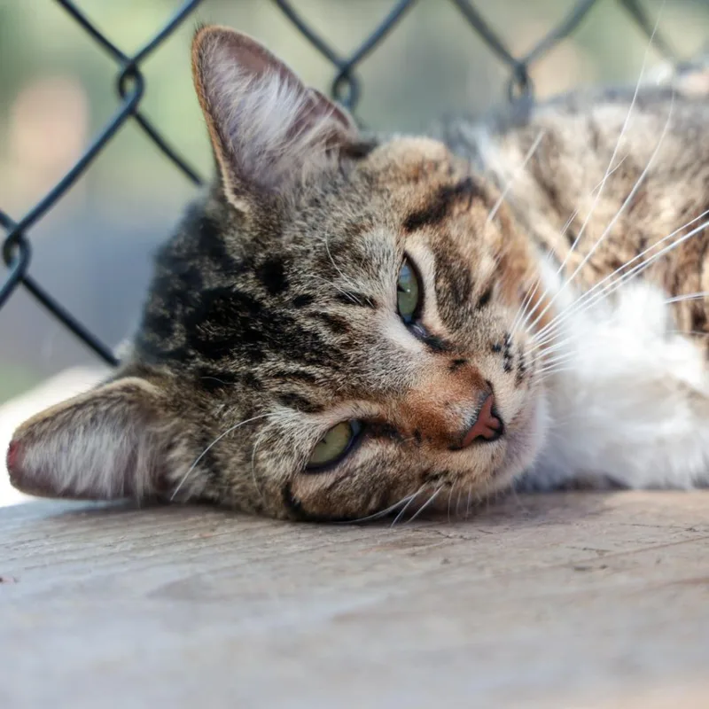 Ghost Rider thumbnail 4