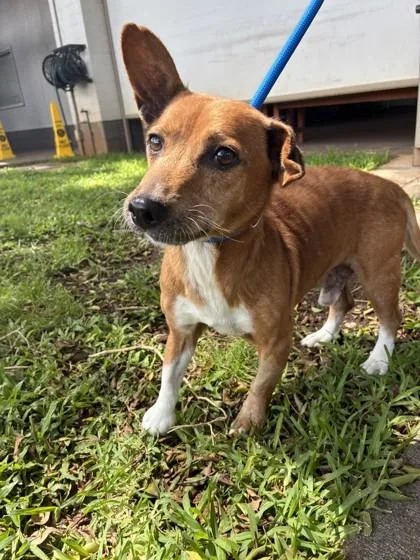 A senior medium-sized male Terrier dog named Keith for adoption in Honolulu, HI
