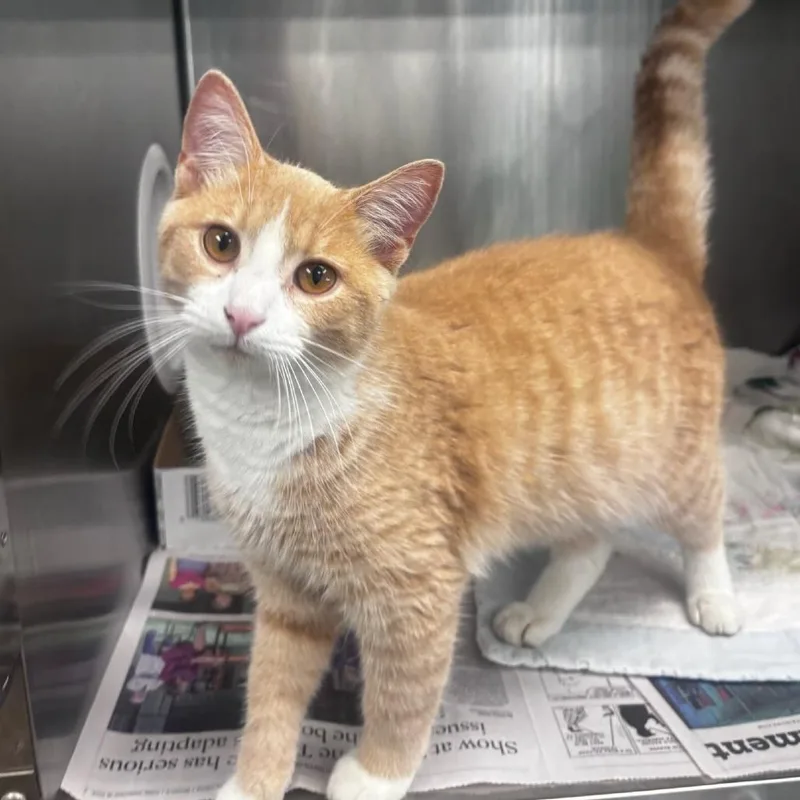 A young medium-sized male Buff / Tan / Fawn Domestic Short Hair cat named Francis for adoption in Belleville, IL