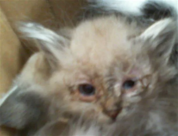 A baby small-sized male Domestic Medium Hair cat named Linus for adoption in Charlotte, NC