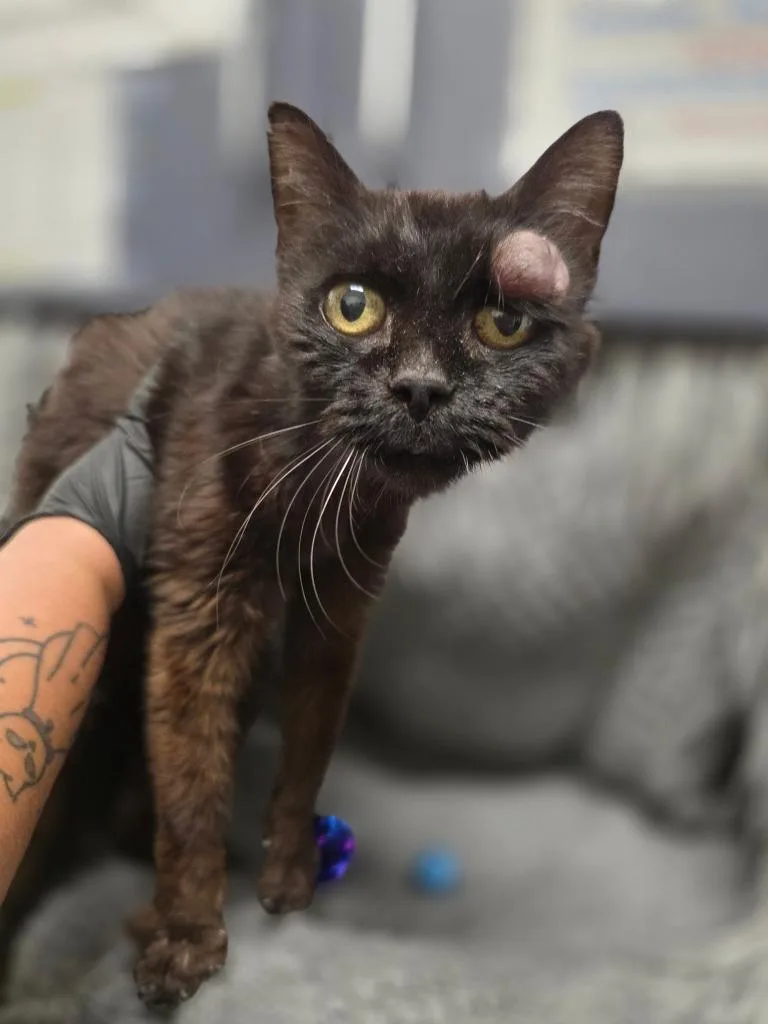 An adult medium-sized female Domestic Short Hair cat named Lu for adoption in Portland, IN