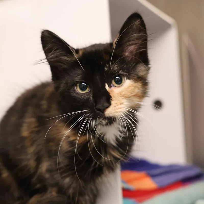 A baby small-sized female Calico Domestic Medium Hair cat named Maple for adoption in Briarcliff Manor, NY