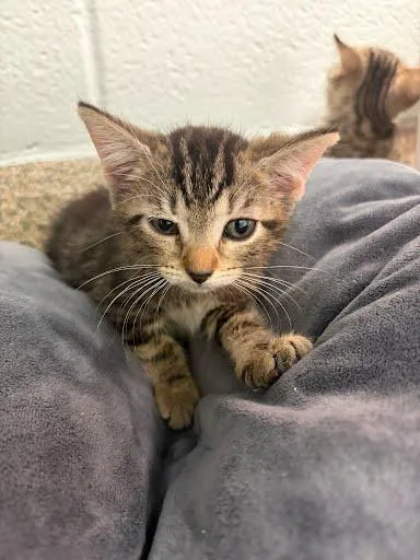 Suzie