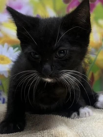 A young small-sized female Domestic Short Hair cat named Bitsy for adoption in San Antonio, TX
