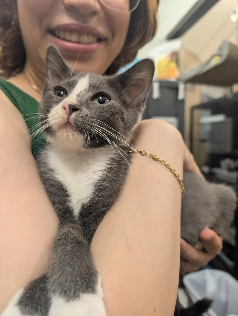 A baby medium-sized male Gray & White Domestic Short Hair cat named Unicorn Rain for adoption in Trenton, NJ
