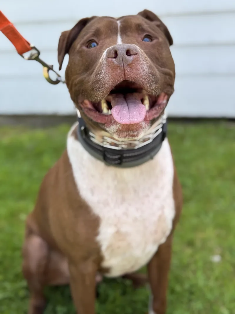 An adult large-sized male Brown / Chocolate Pit Bull Terrier dog named Charlie for adoption in Nutting Lake, MA