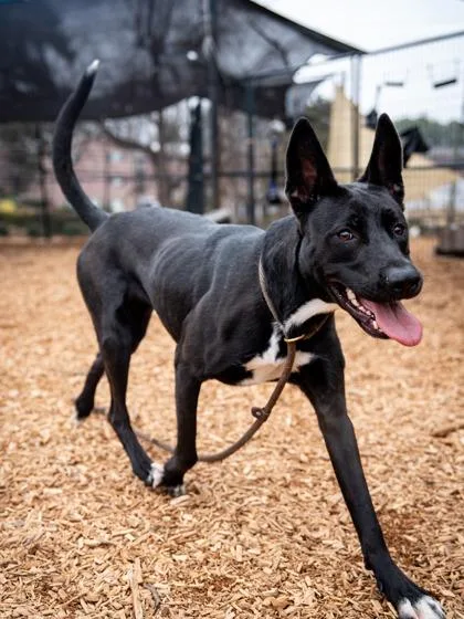 An adult large-sized female Mixed Breed dog named Baby Carrot for adoption in Chamblee, GA