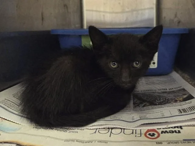 A baby small-sized male Domestic Short Hair cat named A for adoption in Martinez, CA
