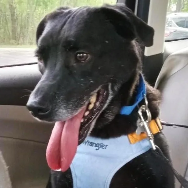 An adult medium-sized male Retriever dog named Copey for adoption in Palatine, IL