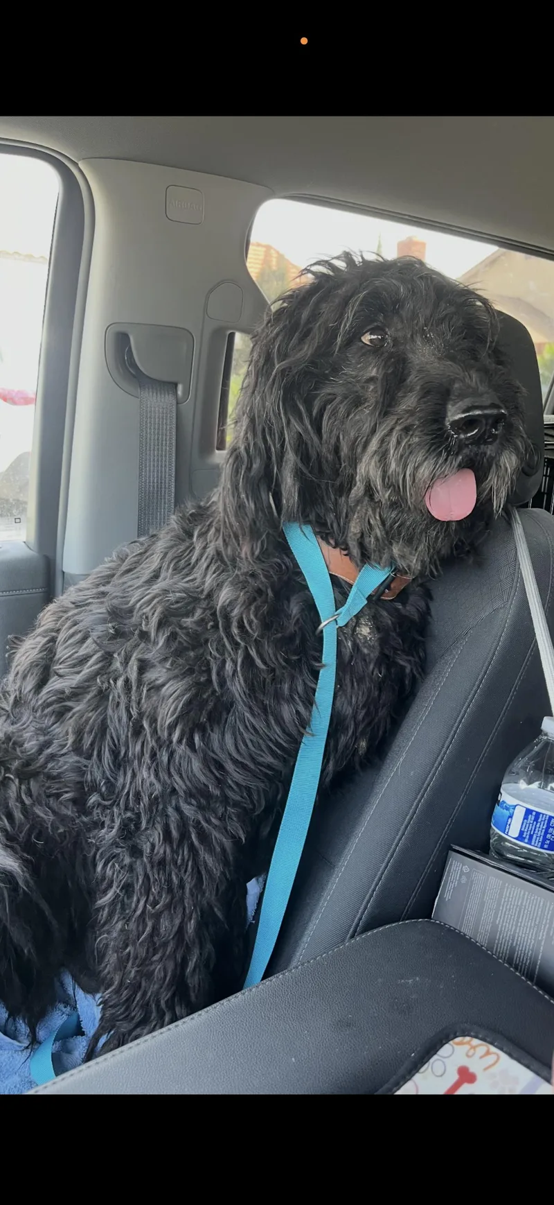 An adult medium-sized female Black Labradoodle dog named Molly  The Darling for adoption in Citrus Heights, CA