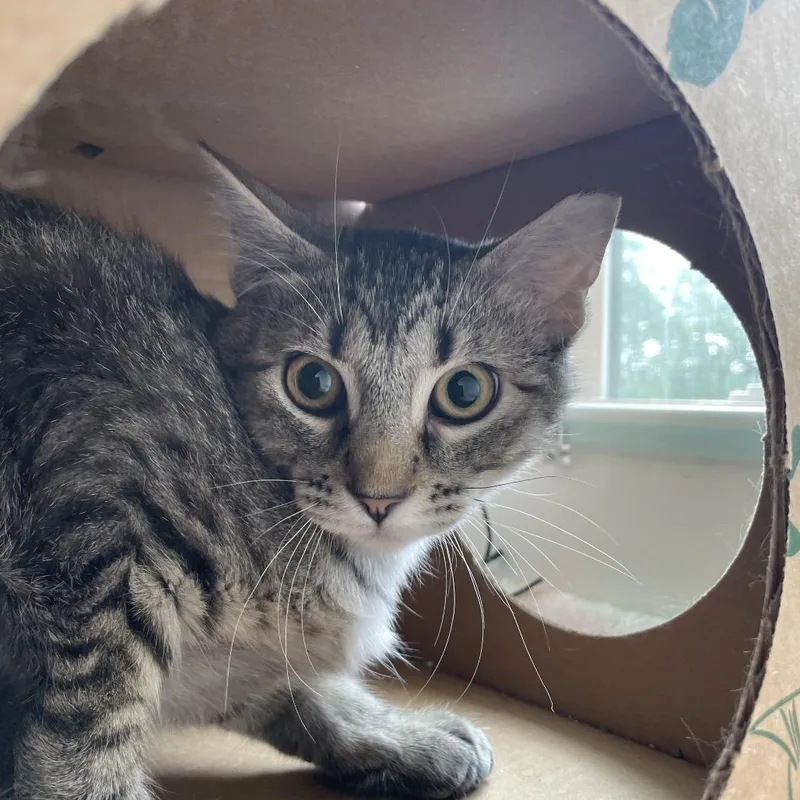 A young medium-sized male Brown / Chocolate Domestic Short Hair cat named Mothball for adoption in Saint Charles, MO