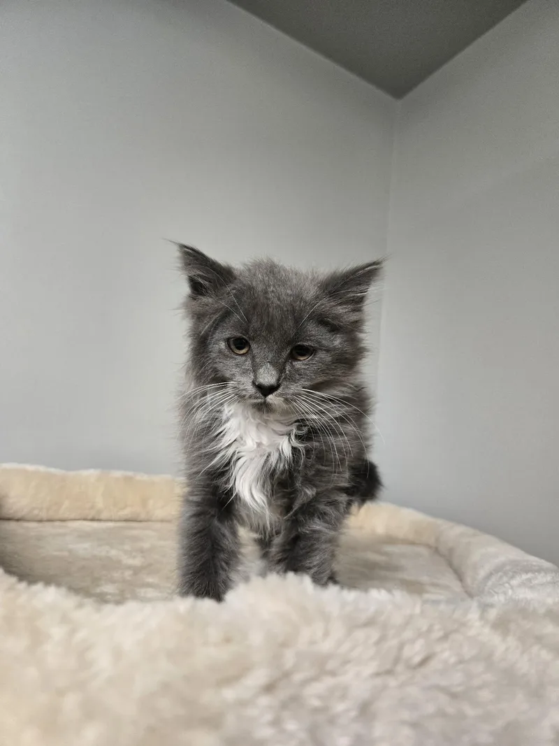 A young medium-sized female Gray & White Domestic Long Hair cat named Darcy for adoption in Richmond, KY
