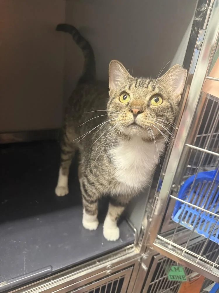 An adult medium-sized male Tabby (Brown / Chocolate) Domestic Short Hair cat named Banjo for adoption in West Mifflin, PA