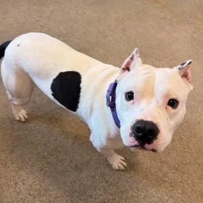 An adult medium-sized male White / Cream Pit Bull Terrier dog named Swenson for adoption in Avon, OH