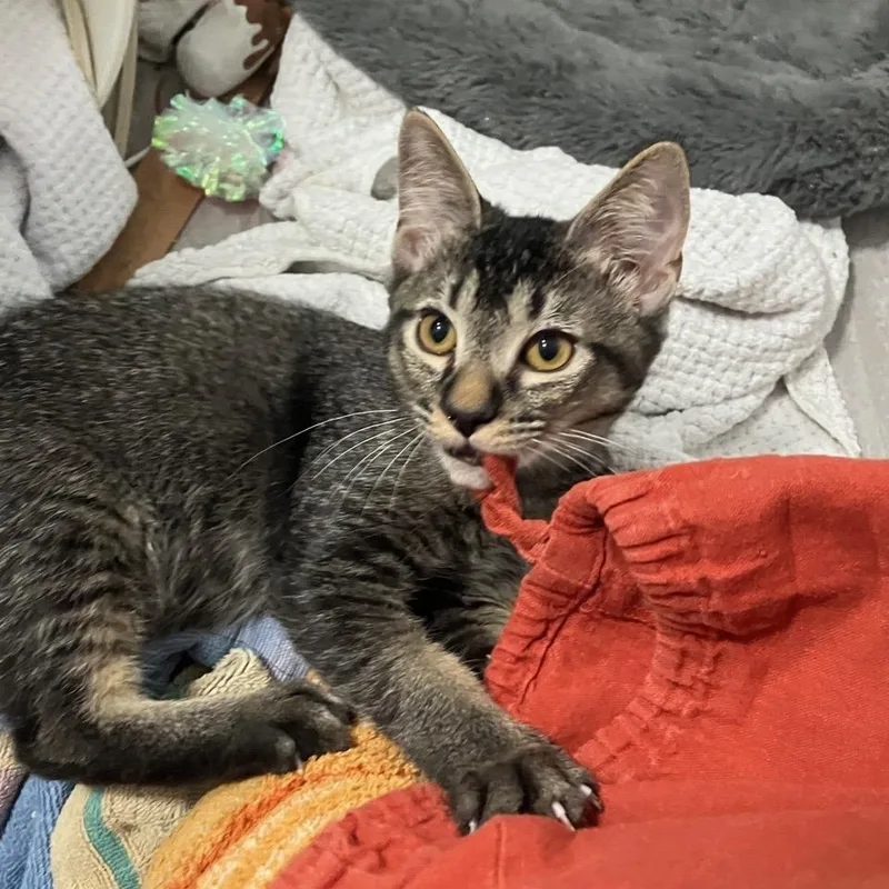 A baby medium-sized male Tabby (Brown / Chocolate) Domestic Short Hair cat named Winston Woodcrest for adoption in Philadelphia, PA