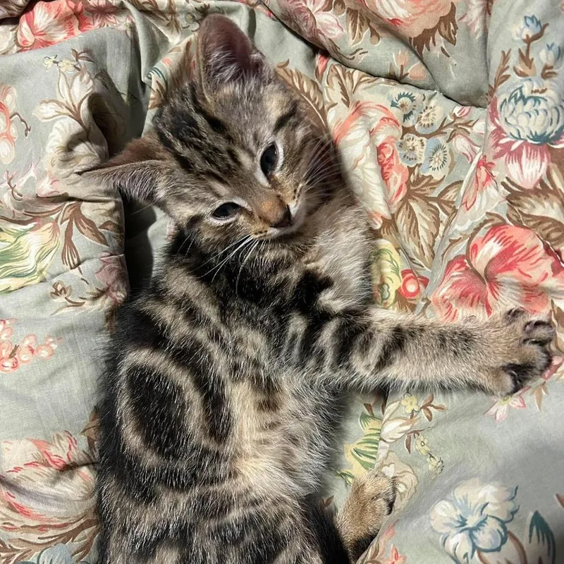 A baby small-sized female Brown / Chocolate Domestic Short Hair cat named Blue for adoption in Odenville, AL