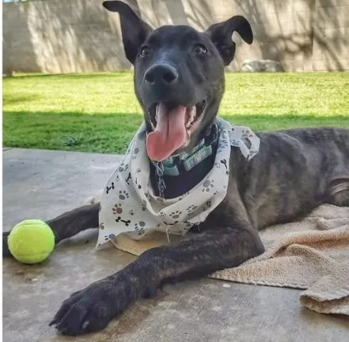 A young small-sized male Belgian Shepherd / Malinois dog named Fezzik for adoption in Bakersfield, CA