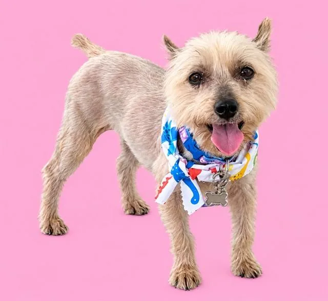 An adult small-sized female Yorkshire Terrier dog named Princess for adoption in Miami, FL